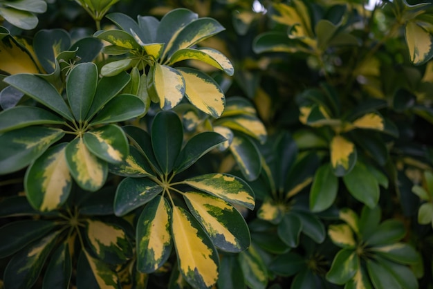 Schefflera-Hintergrund Bunte Blätter mit weißlich-gelbem Muster Regenschirmbaum oder Oktopusbaum in Nahaufnahme Üppiges Laub von Schefflera actinophylla Subtropische und tropische Flora