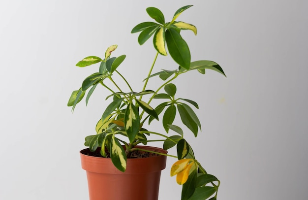 Schefflera Houseplant con hojas amarillas y dañadas en el fondo blanco