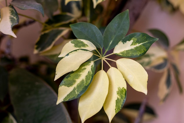 Schefflera paraguas árbol hoja primer plano