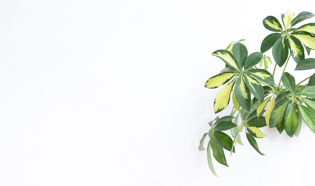 Schefflera planta tropical sobre un fondo blanco.