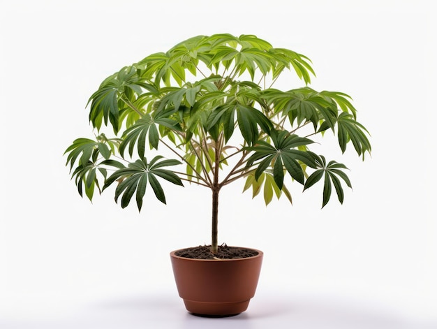 Schefflera-Regenschirmpflanze, Studioaufnahme isoliert auf klarem Hintergrund, generative KI