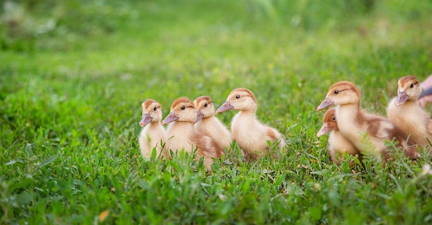 Scheidungsgeflügel Eine Gruppe junger Entenküken im Teenageralter auf dem Hof, die Lebensmittel picken