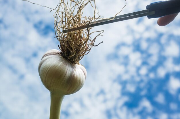 Schere schneidet Haare auf dem Kopf und schafft einen modischen, stilvollen Haarschnitt Knoblauch in Form eines menschlichen Kopfes mit langen Haaren Friseursalon-Banner-Konzept