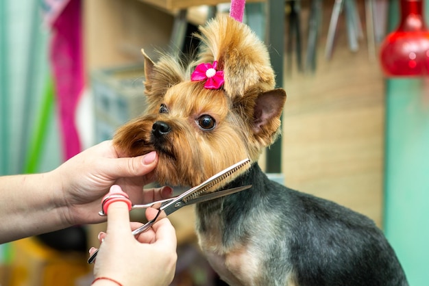 Scherenhaarschnitt Yorkshire Terrier im Pflegesalon