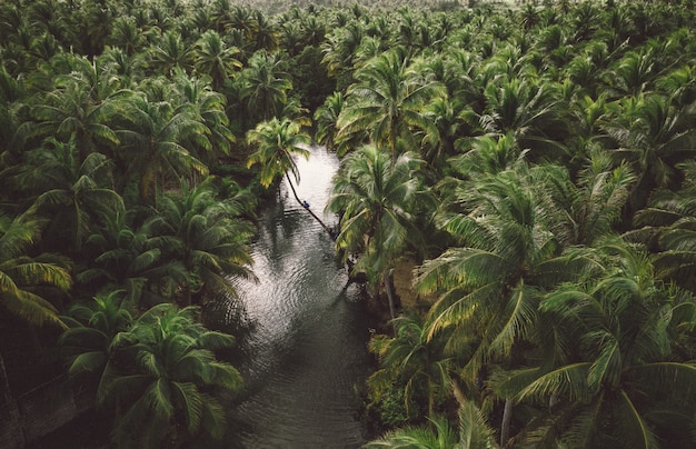 Schiefe Palme am Maasin Fluss, Siargao