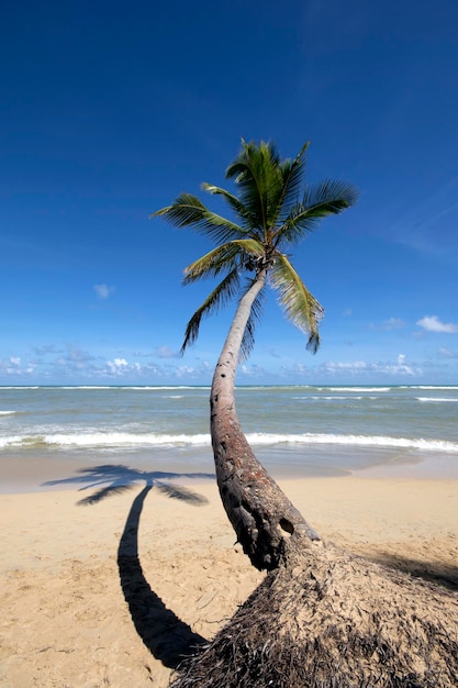 Schiefe tropische Palme am Strand