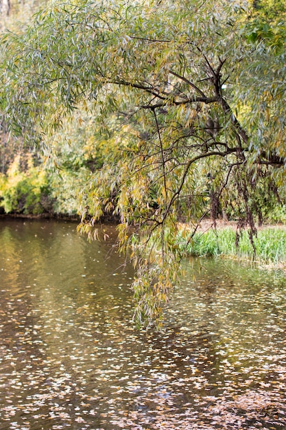 schiefe Weidenzweige über den Fluss