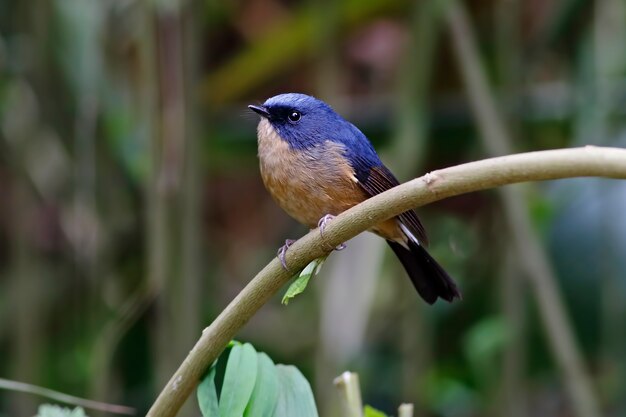 Schiefer-blauer Flycatcher Ficedula-tricolor schöne männliche Vögel von Thailand