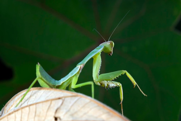 Schild-Mantis-Nahaufnahme auf Holz