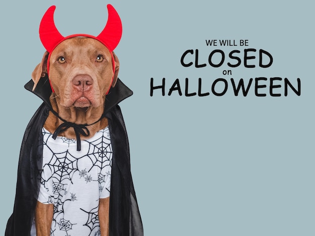 Schild mit der Aufschrift „Wir bleiben an Halloween geschlossen“. Niedlicher brauner Hund und Graf-Dracula-Kostüm. Nahaufnahme im Innenbereich. Studioaufnahme. Tierpflegekonzept