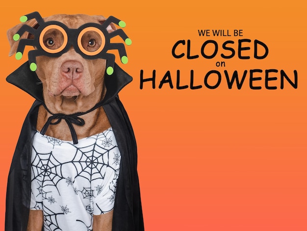 Schild mit der Aufschrift „Wir bleiben an Halloween geschlossen“. Süßer brauner Hund und Graf-Dracula-Kostüm, Nahaufnahme im Innenbereich, Studioaufnahme, Tierpflegekonzept