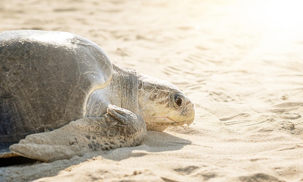 Schildkröte am Strand, die darauf wartet, Eier zu legen