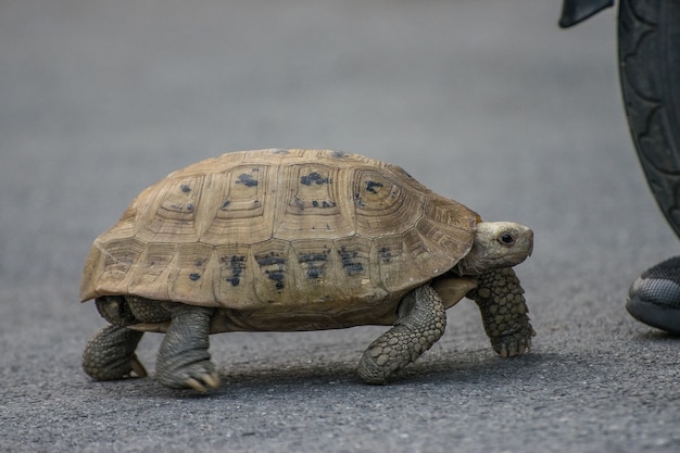 Schildkröte auf dem Gehweg