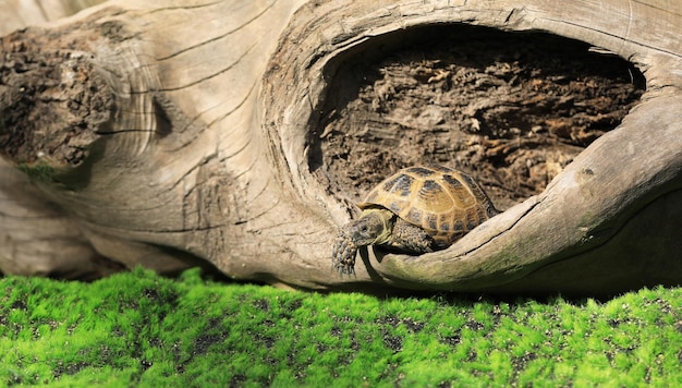 Schildkröte auf dem Rasen im Freien