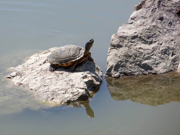 Schildkröte auf einem Felsen im Wasser