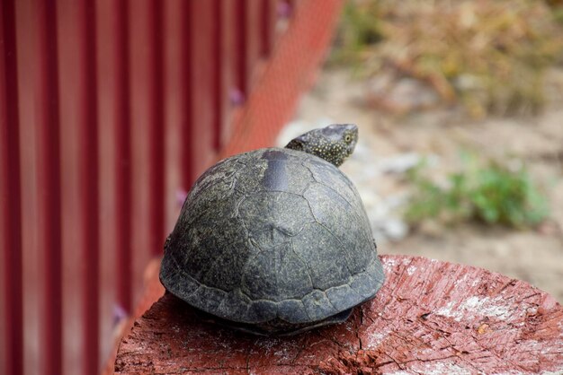 Schildkröte auf einem hölzernen roten Stumpf Gewöhnliche Flussschildkröten der gemäßigten Breiten Die Schildkräute ist ein altes Reptil