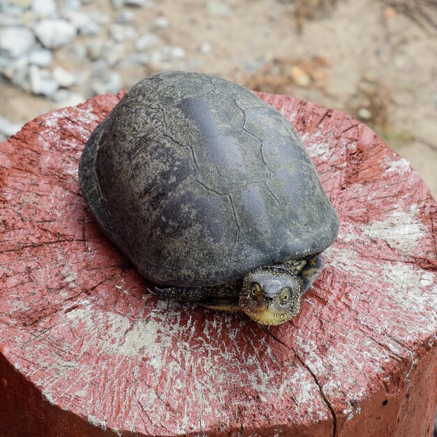 Schildkröte auf einem hölzernen roten Stumpf Gewöhnliche Flussschildkröten der gemäßigten Breiten Die Schildkräute ist ein altes Reptil