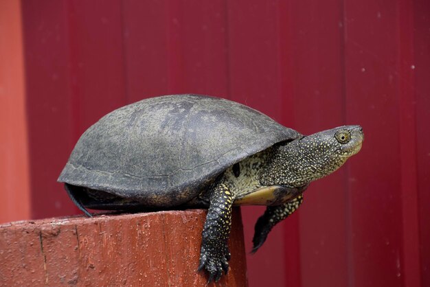 Schildkröte auf einem roten Holzstumpf Gewöhnliche Flussschildkröte der gemäßigten Breiten Die Schildkröte ist ein altes Reptil