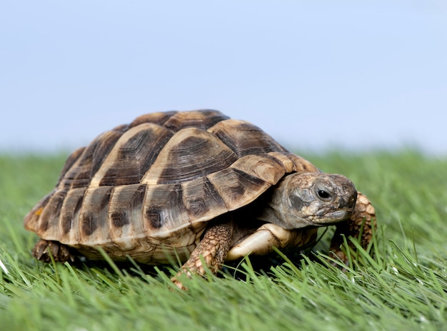 Schildkröte auf Gras gegen einen blauen Himmel