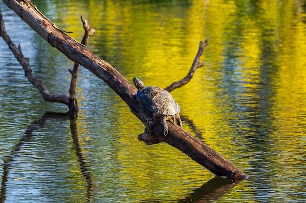 Schildkröte, die auf dem Klotz im Sumpf liegt