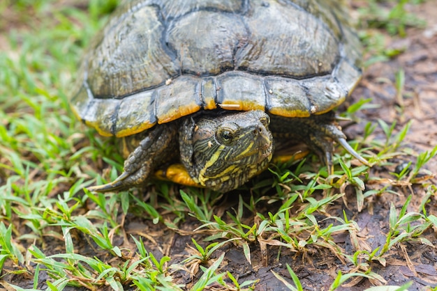 Schildkröte, die auf Grassinregenzeit geht.