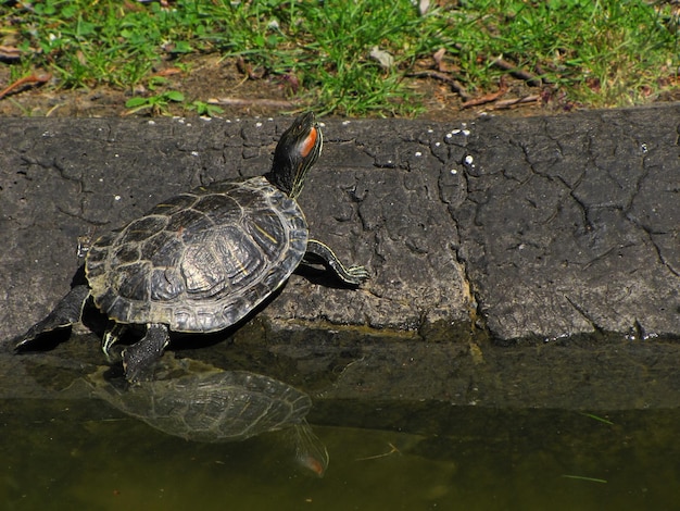 Schildkröte, die im Park aus dem Wasser geht