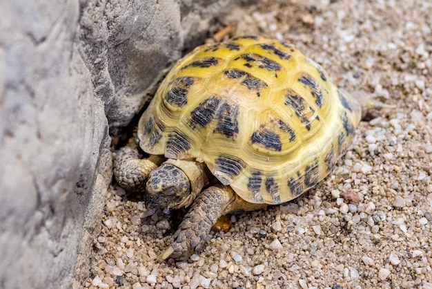 Schildkröte im Kasaner Aquarium. Touristenorte von Kasan. Die Nahaufnahme.