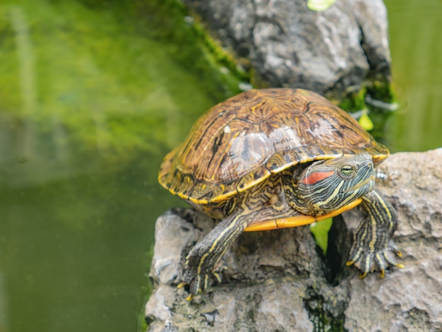 Schildkröte im Wasserteich mit Brechung des Baumes und Gebäude auf dem Wasser auf der Hualin-Straße Guangzhou China