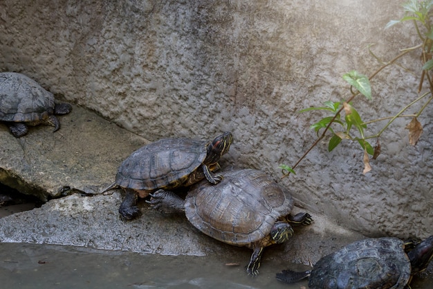 Foto schildkröte im zoo, schöne schildkröten