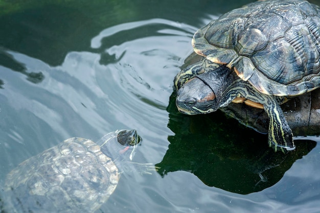 Schildkröte in der Fauna der natürlichen Umgebung betrachtet die Schildkröte