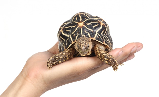 Schildkröte in einer Hand