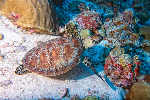 Schildkröte kommt unter Wasser zu Ihnen