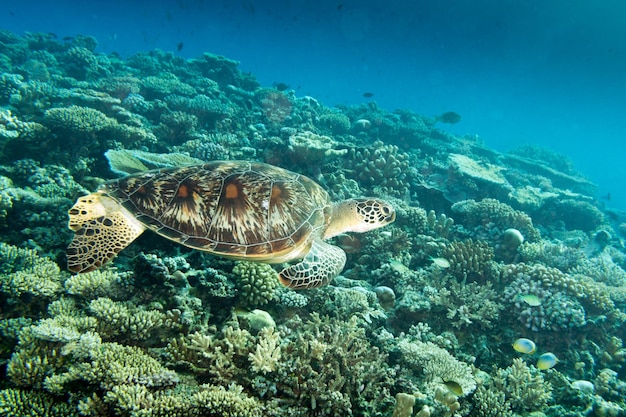 Schildkröte kommt unter Wasser zu Ihnen