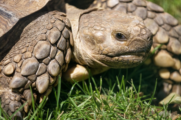 Schildkröte nah oben im grünen Gras