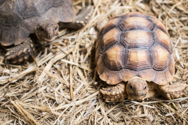 Foto schildkröte, schildkröte