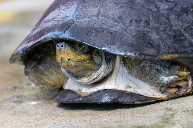 Schildkröte schwarz In der Schale