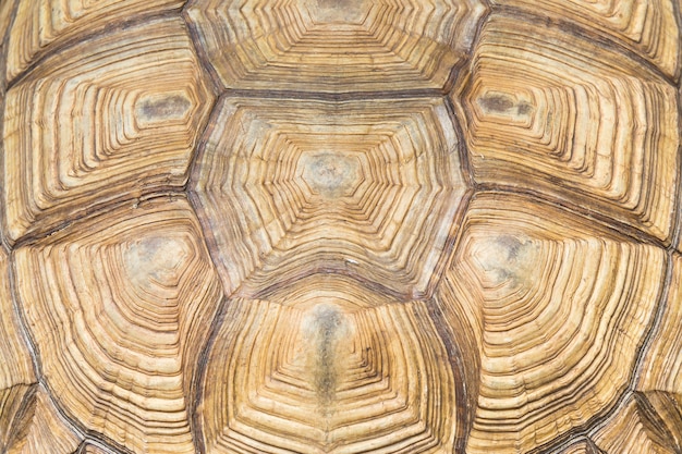 Schildkröte zurück Hintergrund Textur