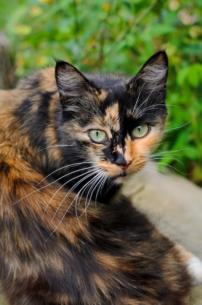 Schildkrötehexekatze mit gelben Augen