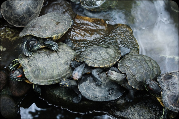 Schildkröten am fluss