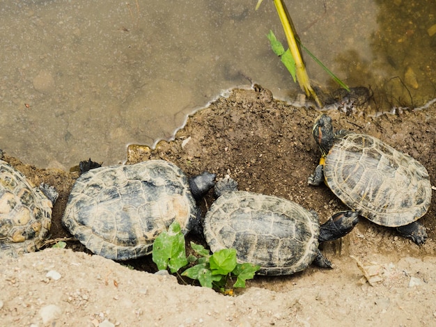 Schildkröten am Ufer eines Waldsees