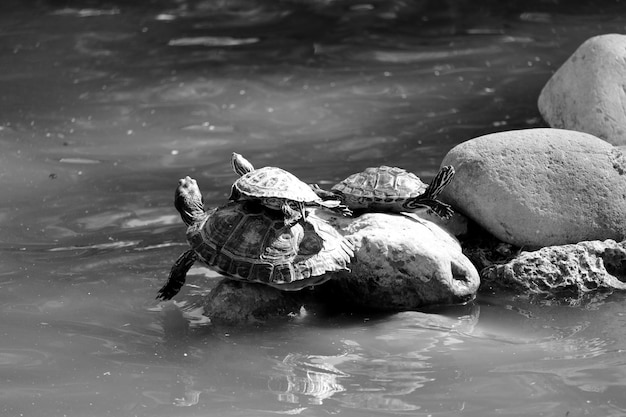 Foto schildkröten auf felsen und teichen