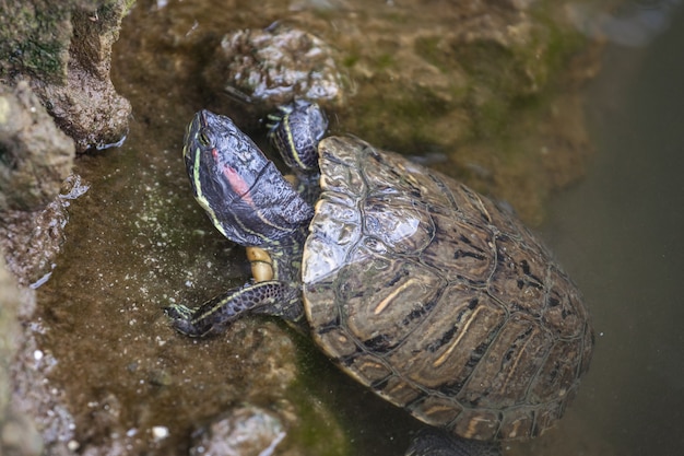 Schildkröten im Mailänder Sempione Park