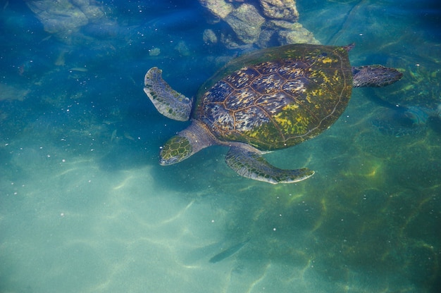 Schildkröten im wasser am roten meer