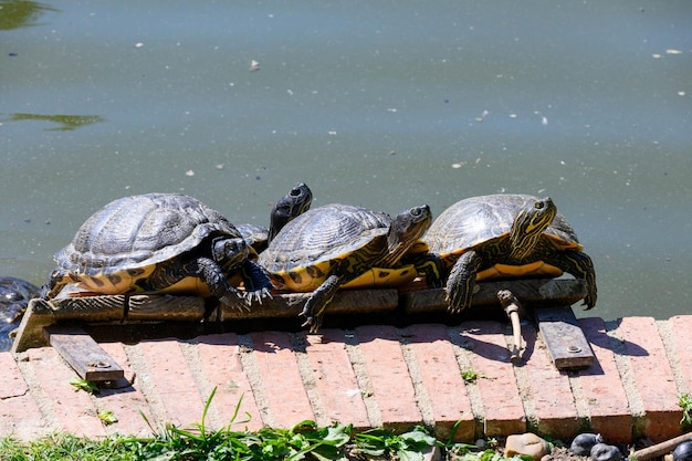 Schildkröten in einem Teich