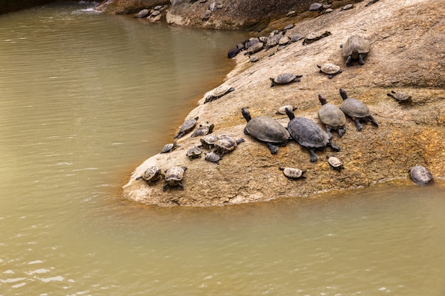 Schildkröten liegen auf einem Stein am Wasser