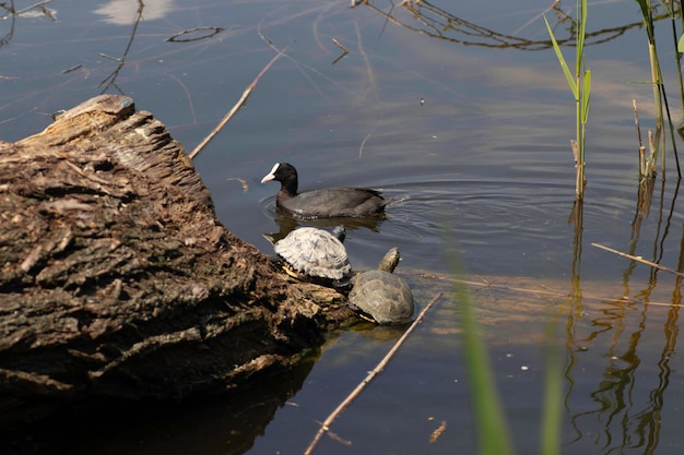 Schildkröten sonnen sich auf einem Baumstamm unter der ersten warmen Sonne