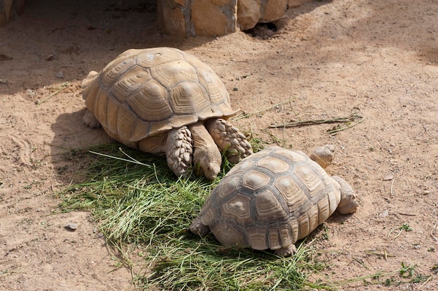 Schildkröten sonnen sich Foto