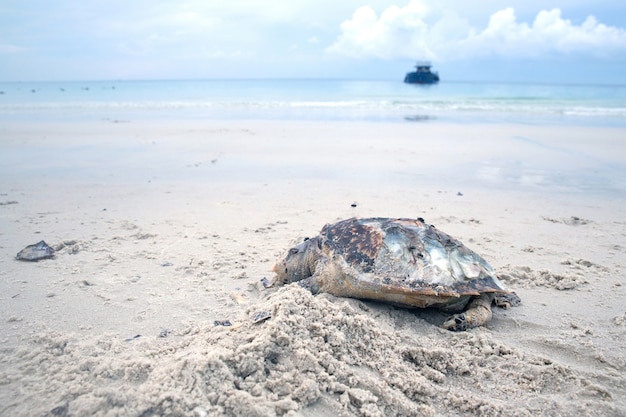 Schildkrötenkörper des Toten Meeres auf Sandstrand