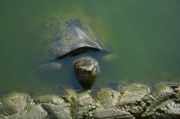 Foto schildkrötenkopf