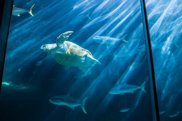 Schildkrötenschwimmen im Aquarium